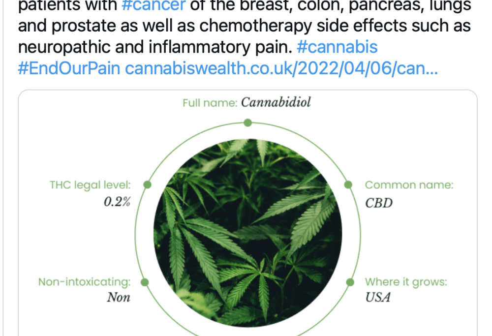 Farmaco a base di cannabis uccide cellule tumorali del pancreas