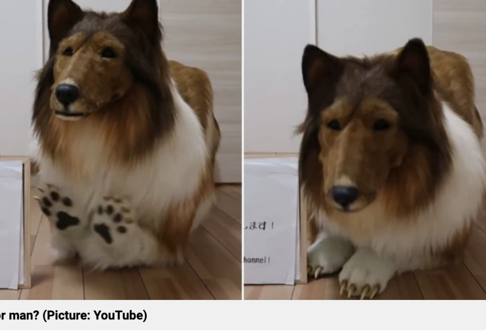 Spende 12mila sterline per trasformarsi in un Collie