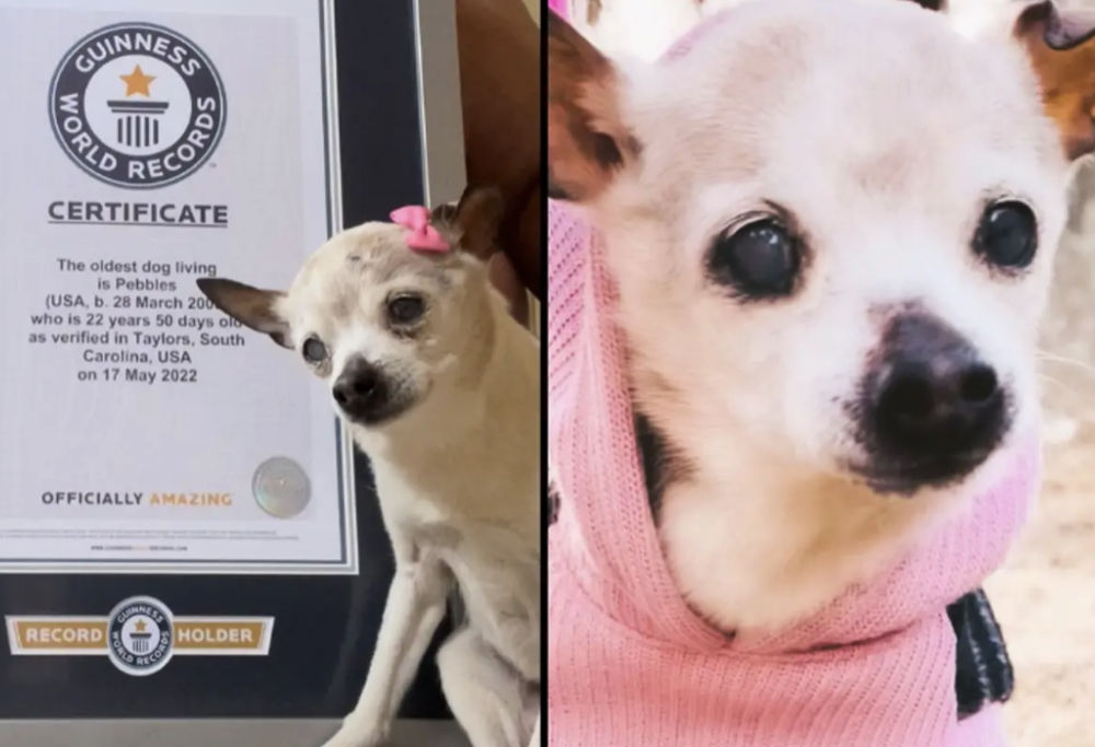 Pebble, il cane più vecchietto al mondo!