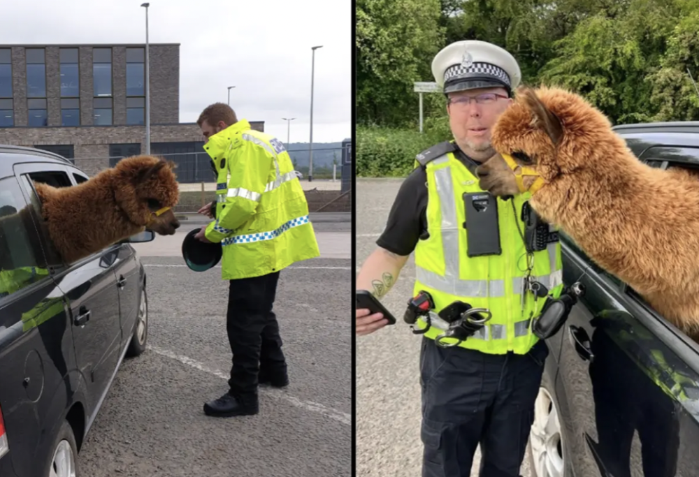 Fermano l’auto e trovano un alpaca sul sedile posteriore