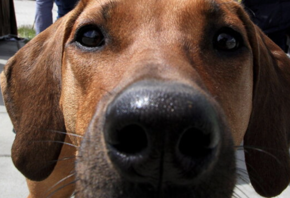 Lascia il cane in auto e va in piscina