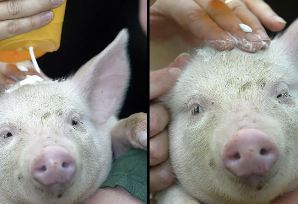 Crema solare ai maialini nel Regno Unito