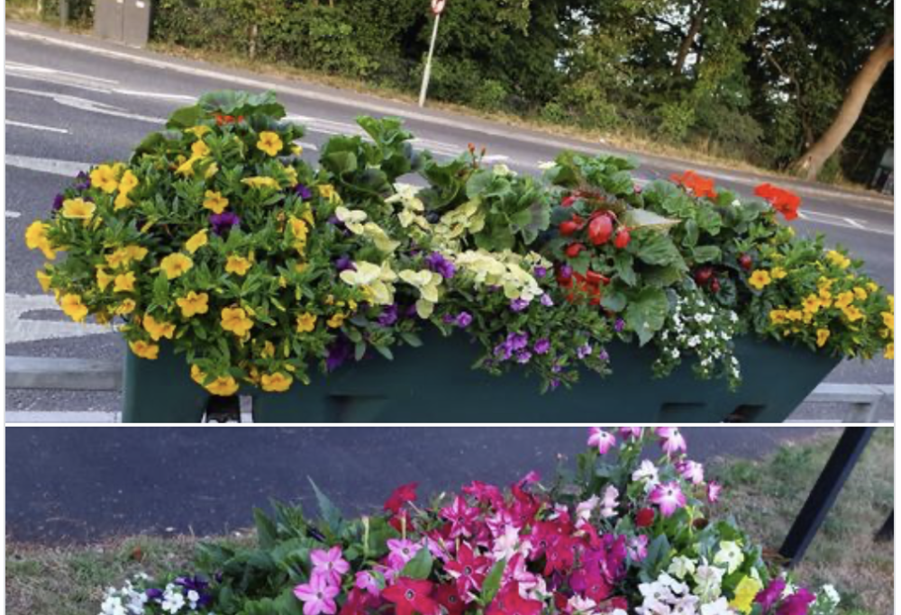 Comune pianta cannabis per sbaglio