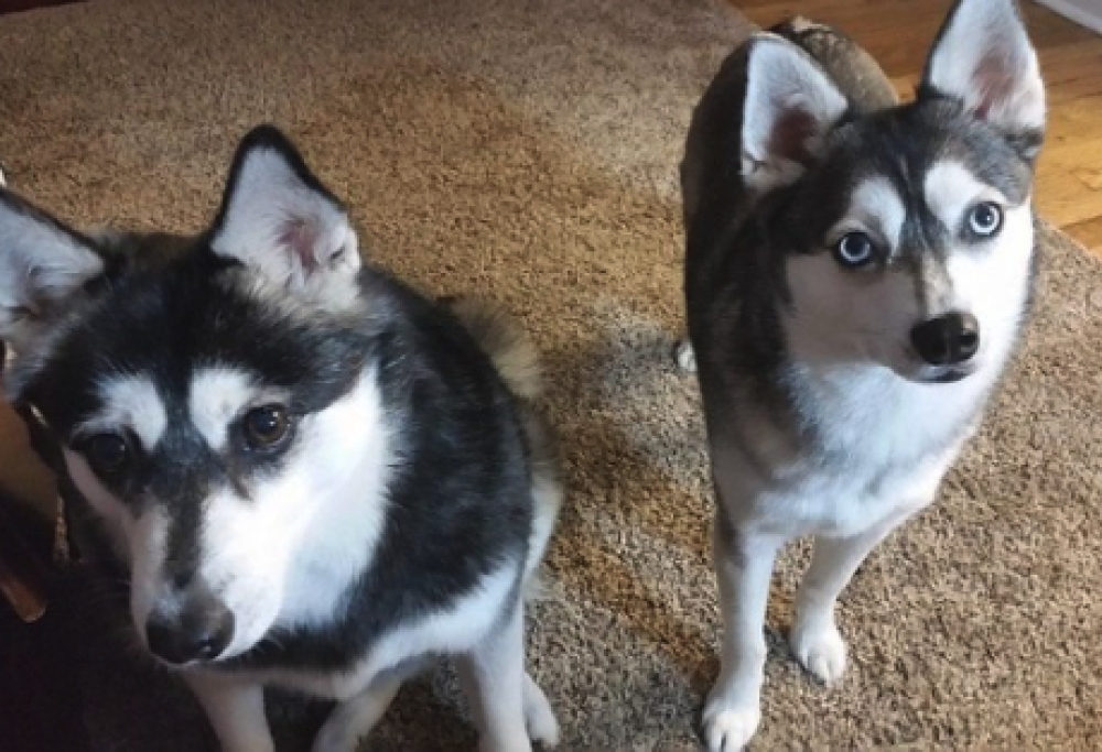 Biglietto vincente della lotteria divorato dai cani