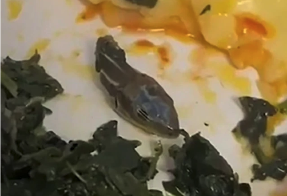 Testa di serpente nel pasto su un volo aereo