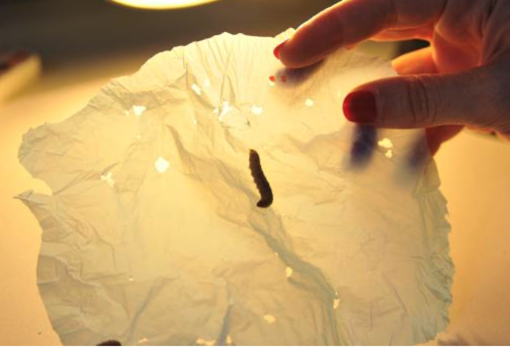 Il verme che degrada la plastica con la saliva