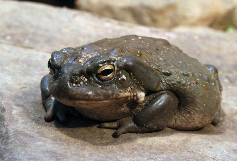 Non leccate questi rospi!