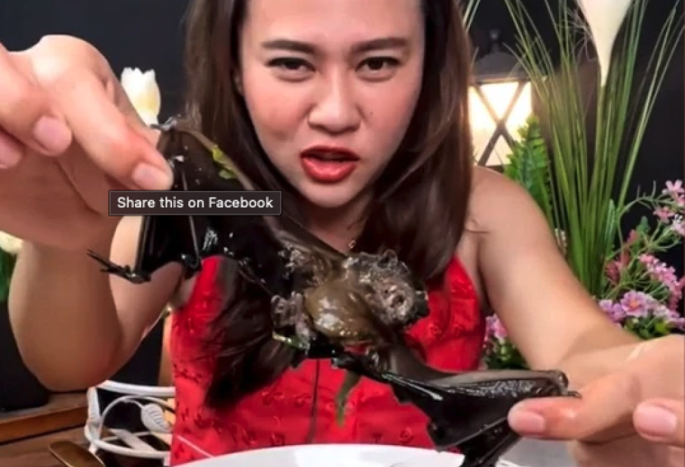 Blogger mangia un intero pipistrello