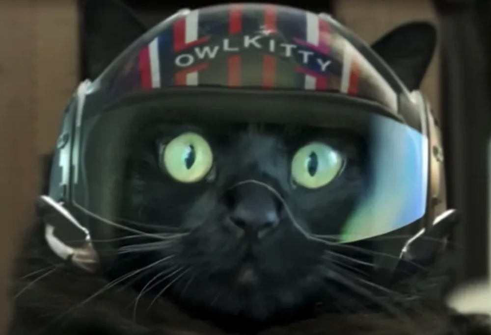Top Gun con i gatti!