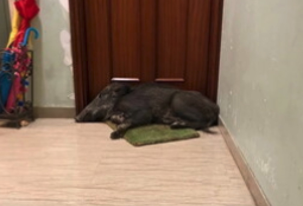 Trova cinghiale che dorme sullo zerbino