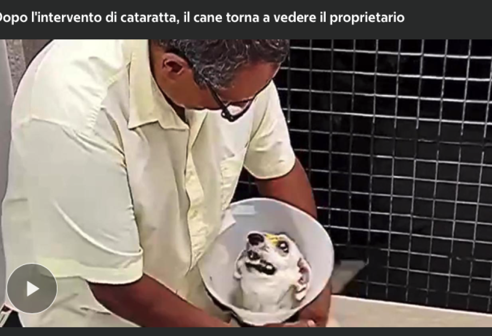 Il cane cieco che torna a vedere il suo umano