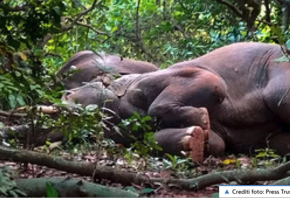 Branco di elefanti svenuti perché ubriachi