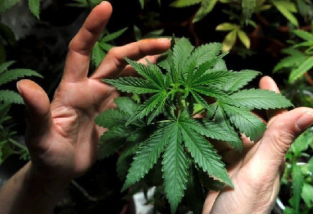 Cannabis, con legalizzazione si recuperano 6 miliardi