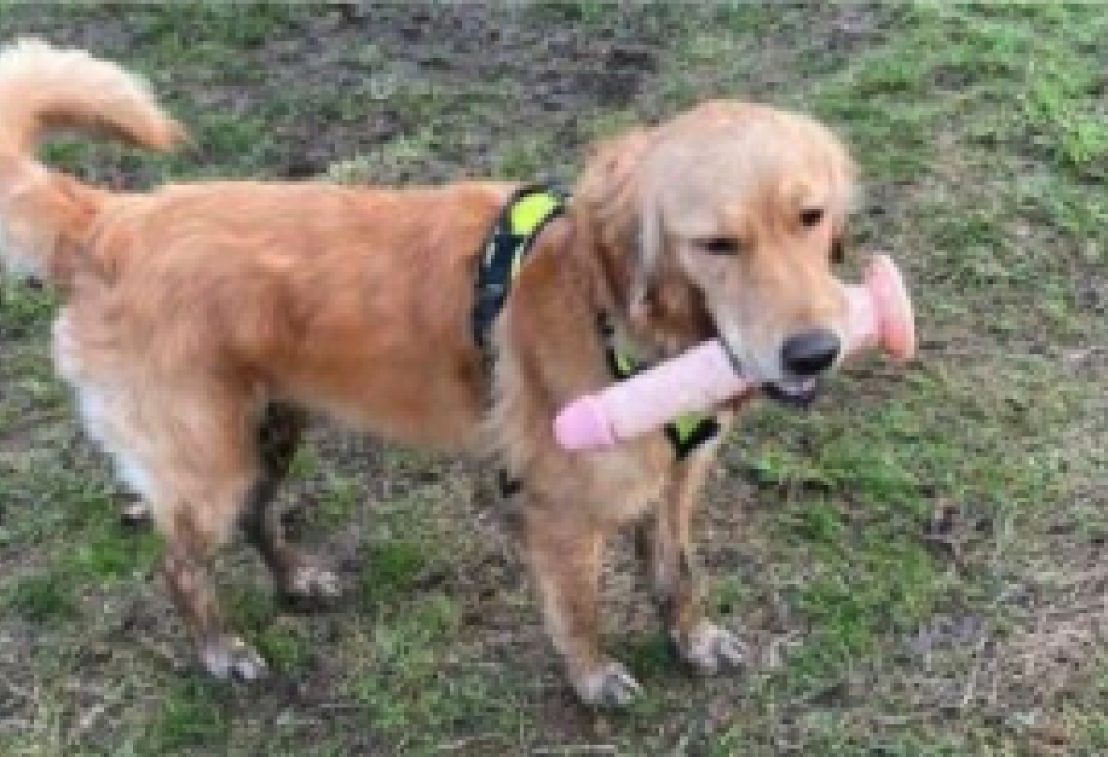 Cane con sex toy al parco