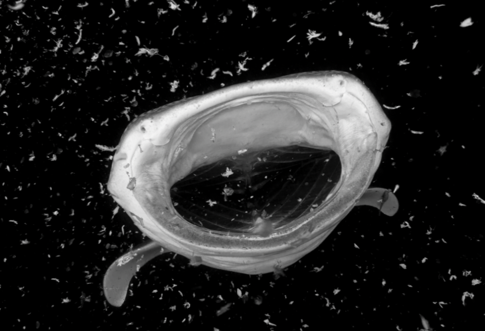 Rischia di diventare cacca di balena