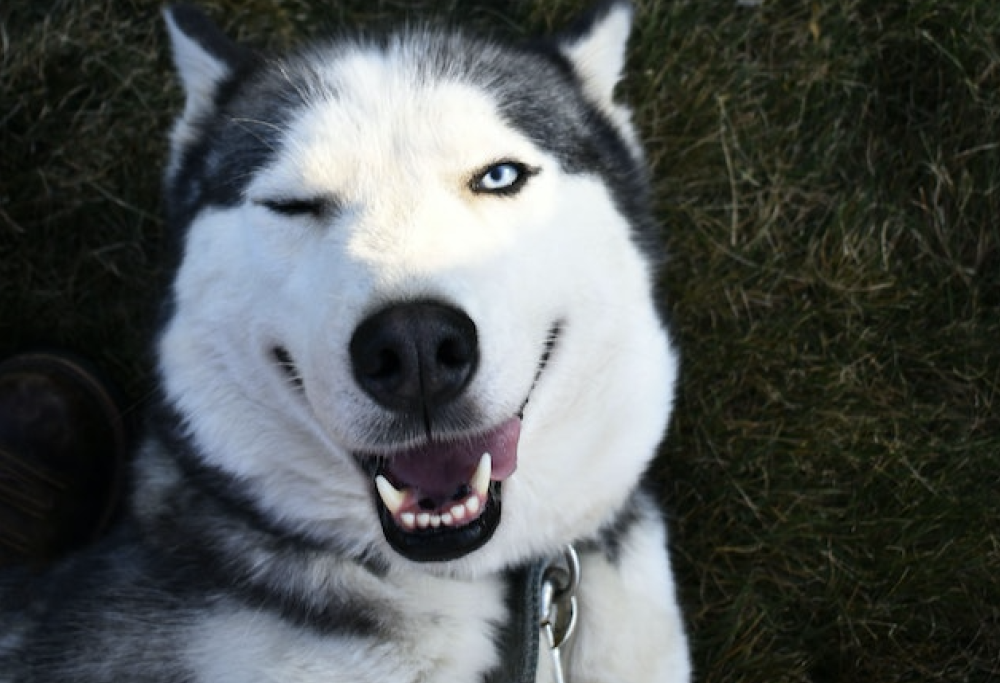 Cercasi dog sitter per 100mila dollari l’anno