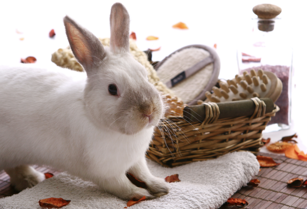 Il resort riservato ai conigli!