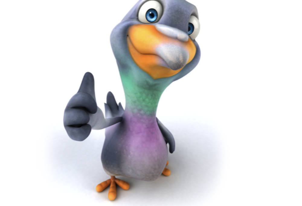 Il riso fa scoppiare i piccioni?