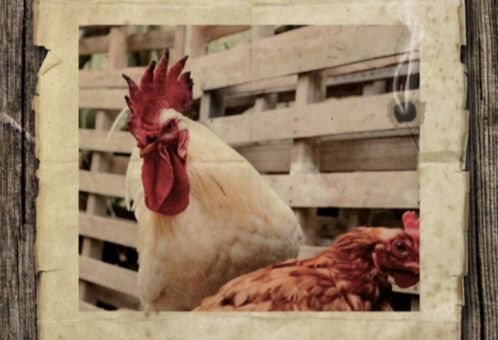 Il gallo che uccise il suo padrone