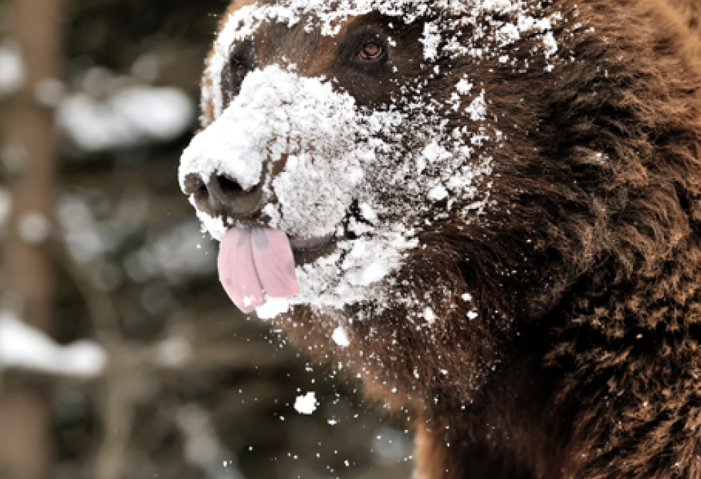 Orso strafatto di cocaina