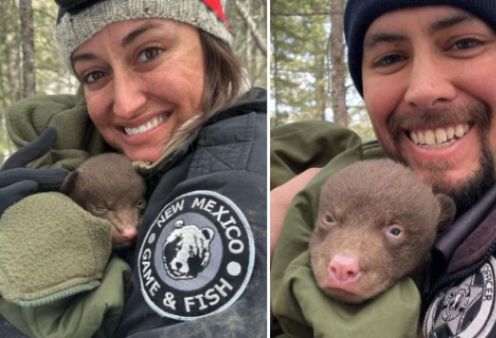 Cercasi abbracciatori di orsi