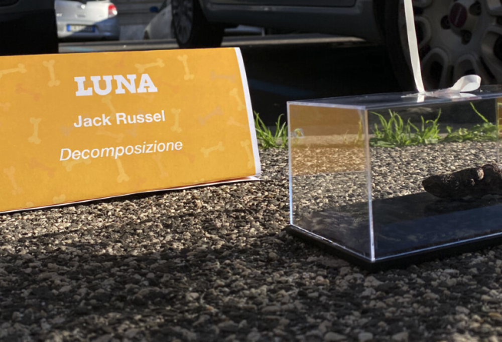 Cacche di cane in mostra a Roma