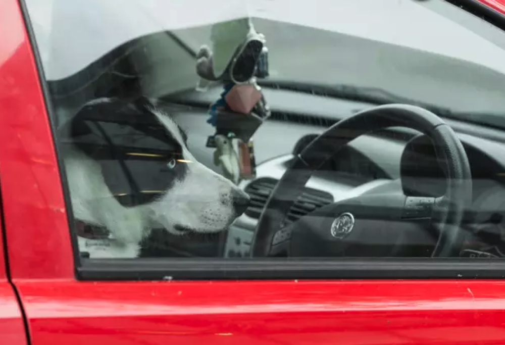 Ubriaco cerca di far guidare il proprio cane per evitare l’arresto