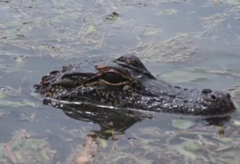Alligatore gli strappa il braccio mentre fa pipì