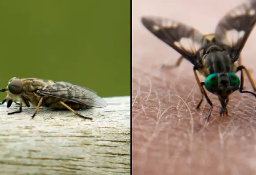 Arrivano i tafani Dracula!