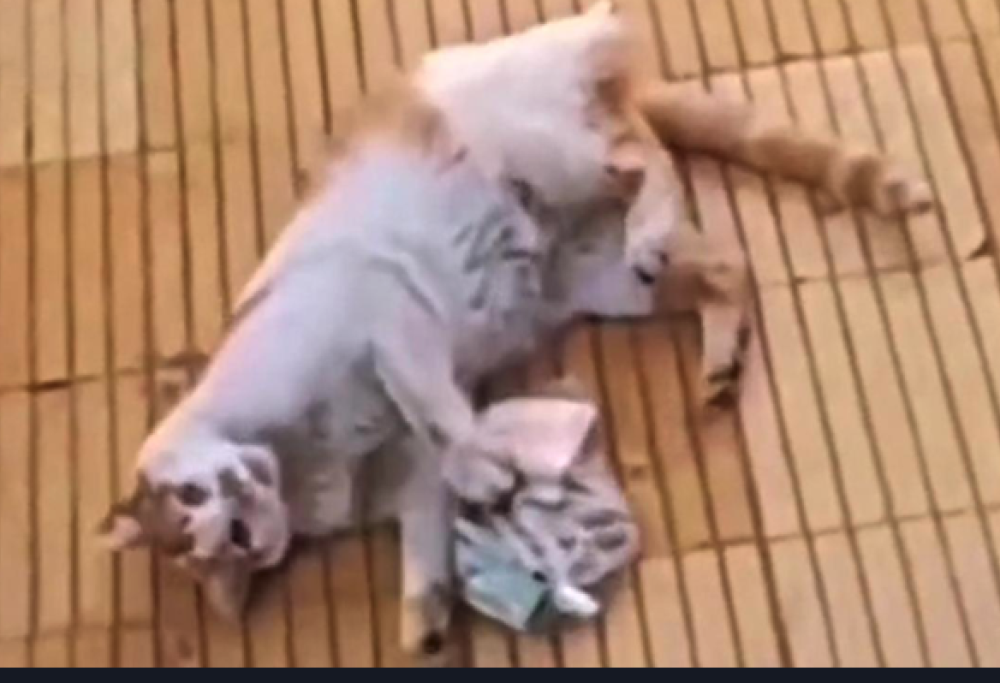 Gatto porta a casa  busta piena di soldi