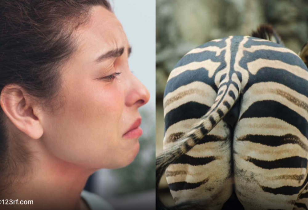 Al museo dove si annusa il lato B degli animali