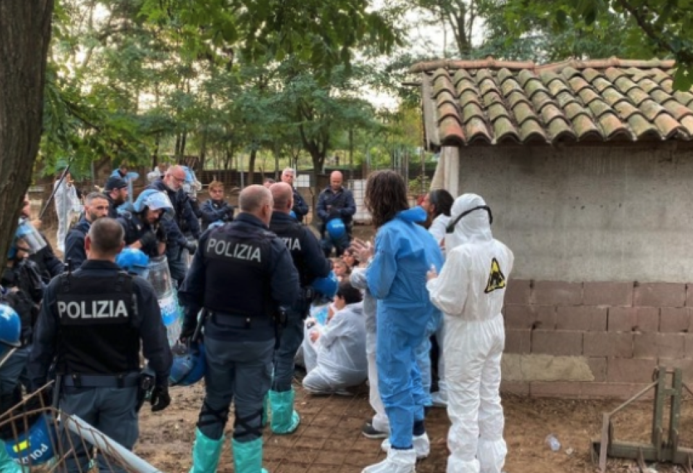 Abbattuti i maiali del rifugio Cuori Liberi