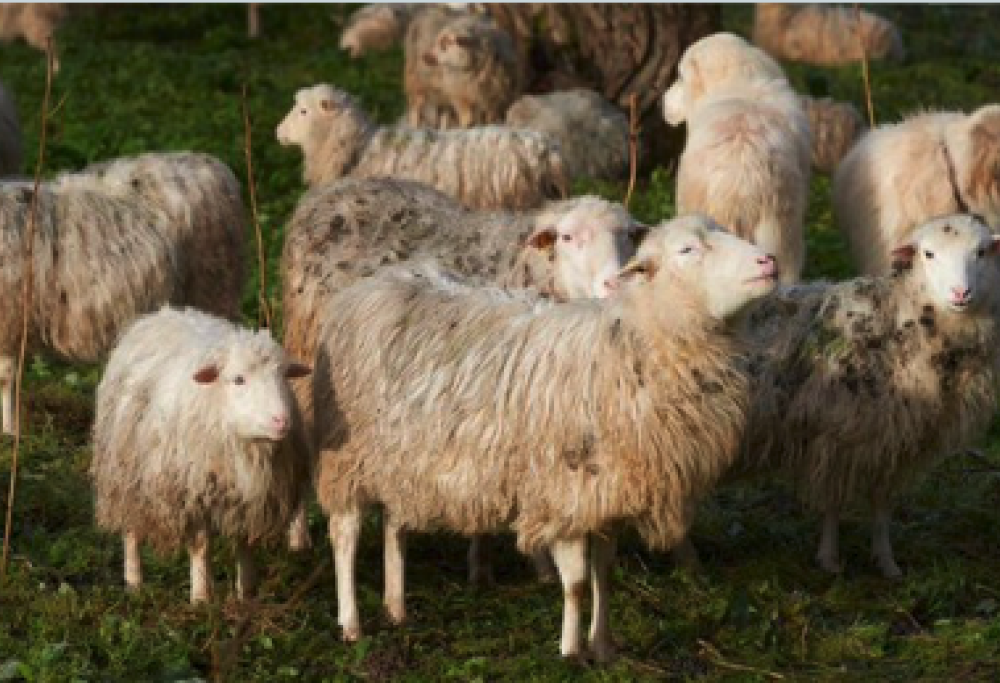 Pecore affamate mangiano oltre 100 kg di marijuana