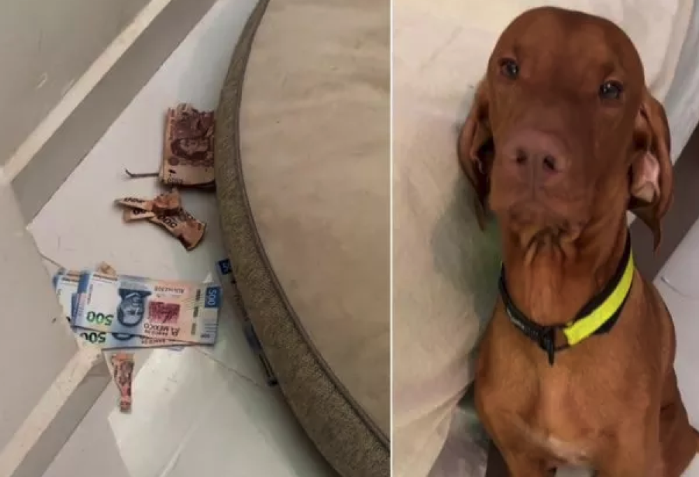 Cane fa a pezzi un pacco di banconote