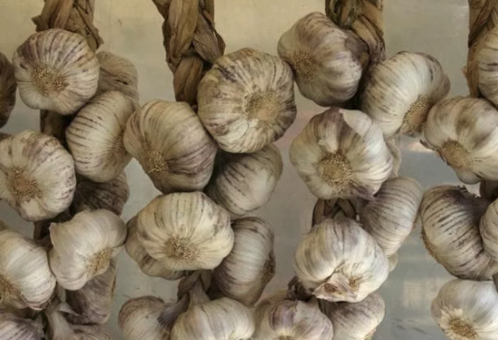 Aglio cinese fertilizzato con feci umane