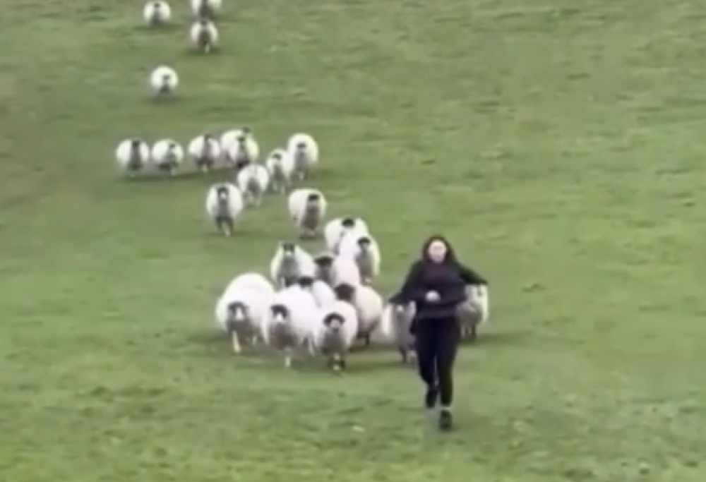 Donna inseguita da 37 pecore e 2 arieti