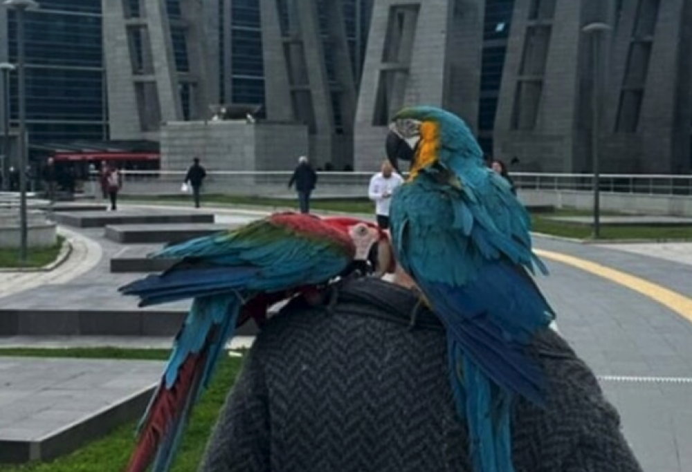 Grazie ai pappagalli scopre il tradimento della moglie
