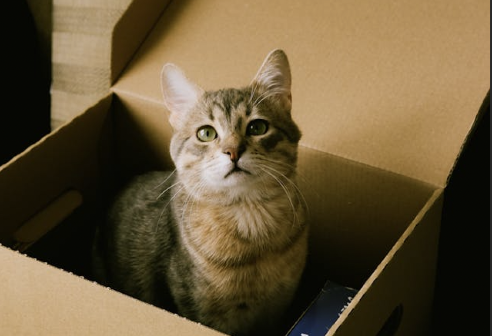Spediscono per sbaglio il gatto con Amazon