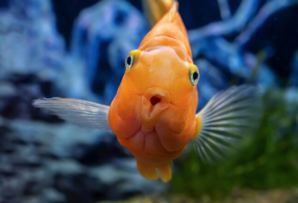 La curiosità è nel DNA