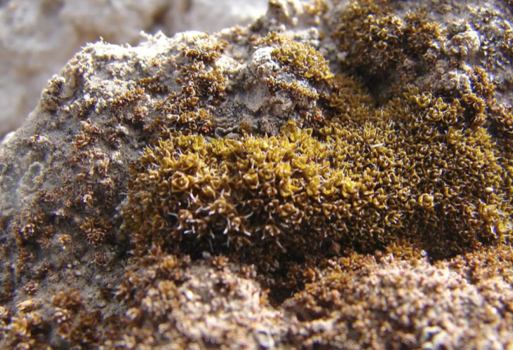 Il muschio del deserto potrebbe crescere su Marte