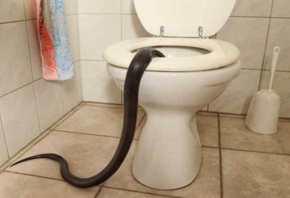 Il pericolo arriva dal water!