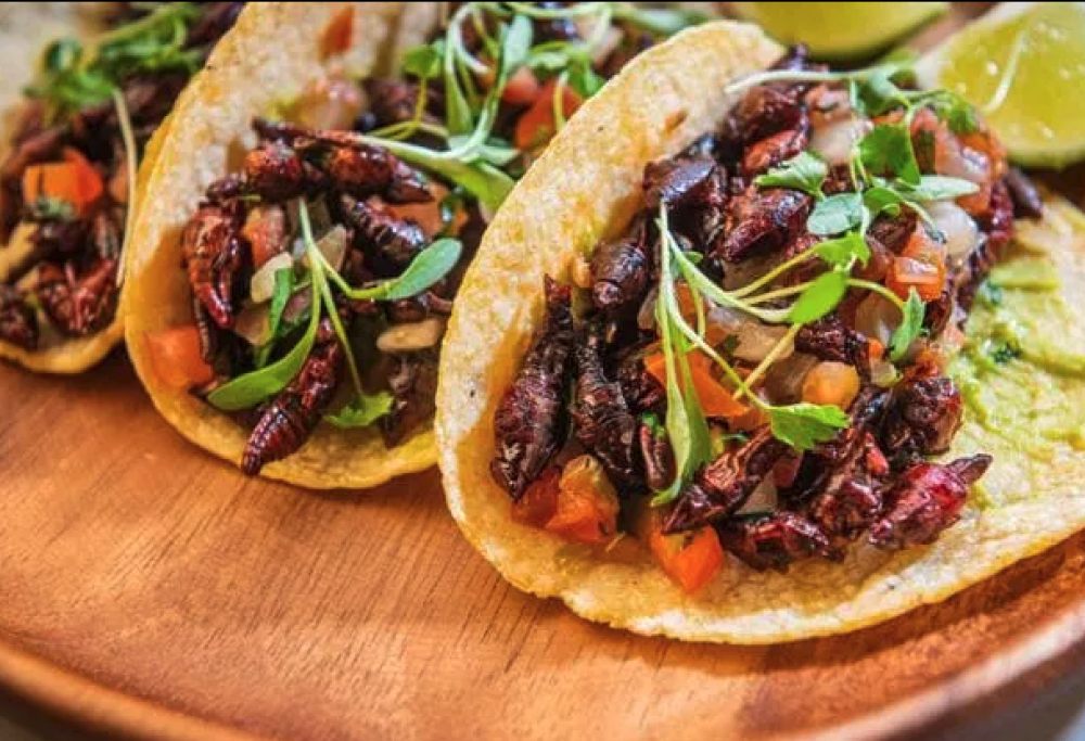 Singapore, 16 specie di insetti commestibili