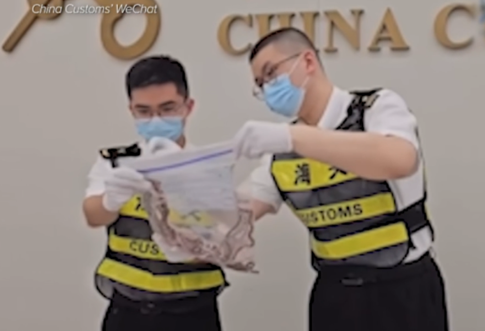 Fermato con 100 serpenti vivi in tasca