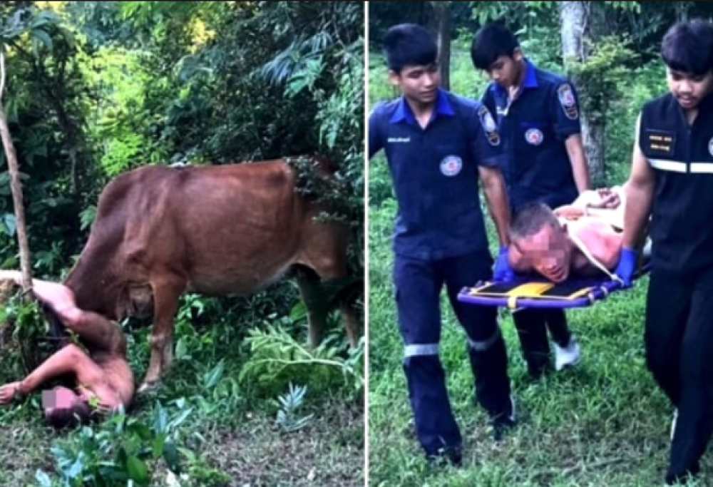 Incornato dalla mucca che ha cercato di violentare