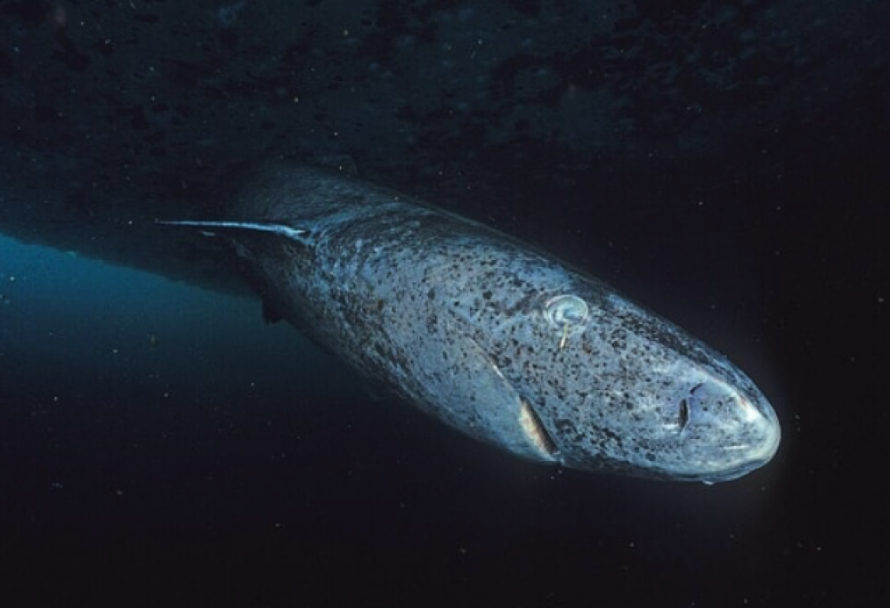 Il segreto della longevità nello squalo che vive fino a 400 anni