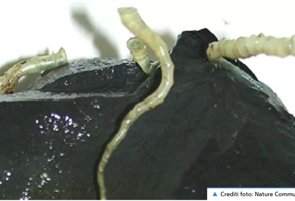 Scoperti vermi giganti sul fondale marino