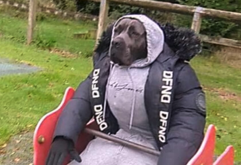 Il cane che guadagna mille dollari al mese