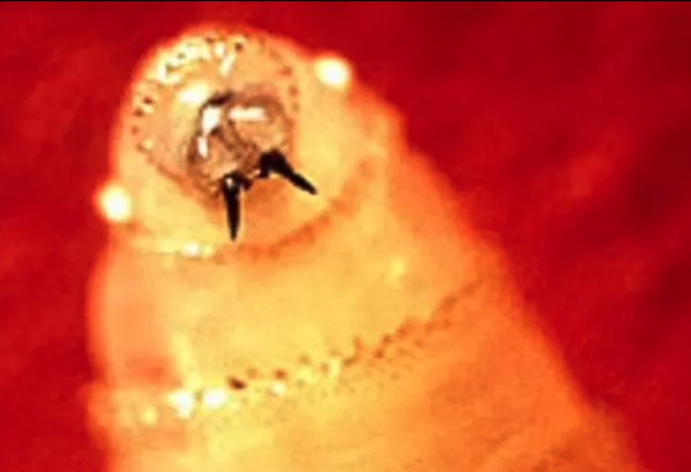 Parassita mangiatore di uomini, allarme in Texas