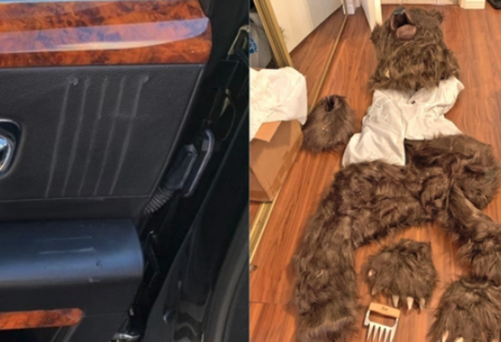 Si travestono da orsi per truffare l’assicurazione