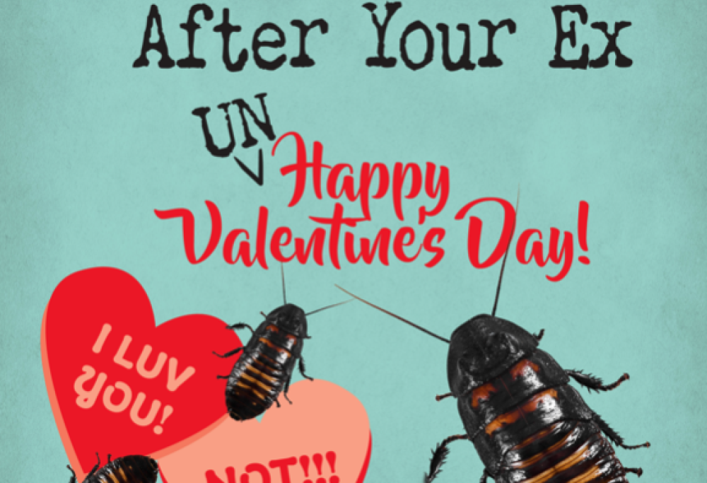 Iniziativa San Valentino, chiama uno scarafaggio con il nome del tuo ex!